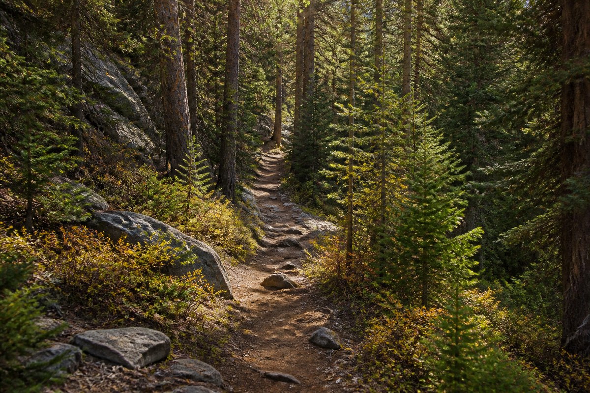 Forest trail above Hyalite Reservoir
