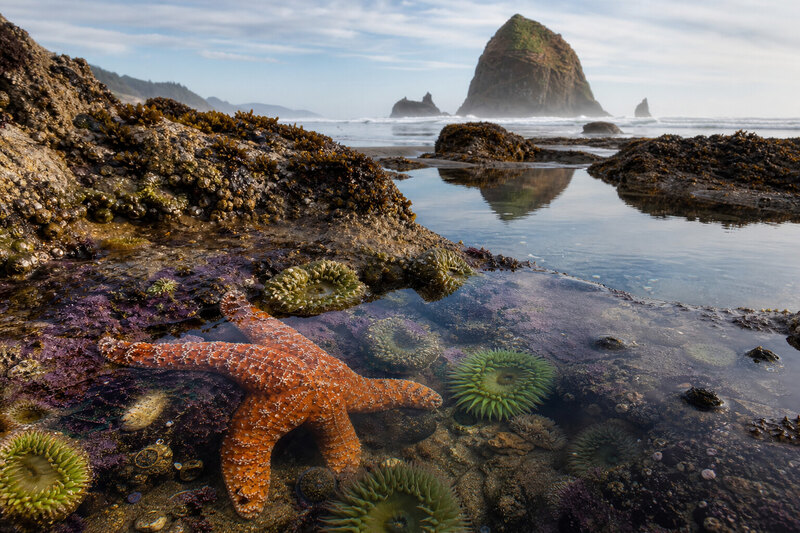 Mid intertidal tide pool with sea anemones and starfish