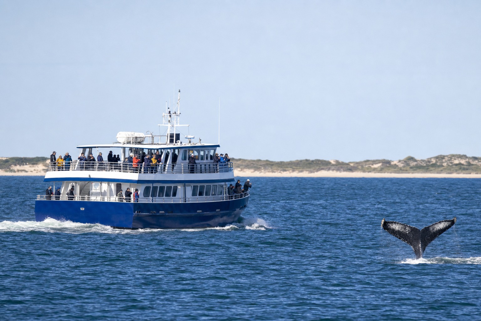 Contextual Cape Cod Bay whale-watching excursion