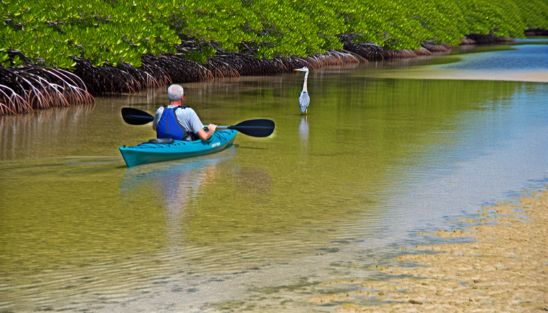 Kayaking through Cedar Key Florida mangroves