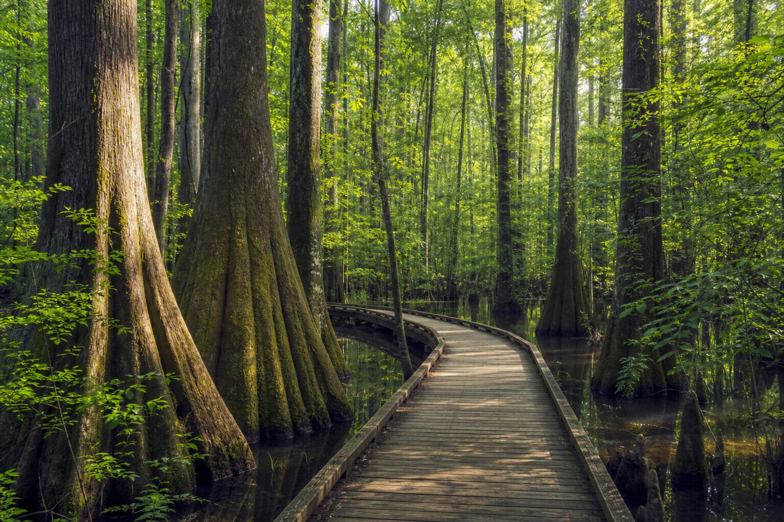 Congaree Park weekend scene