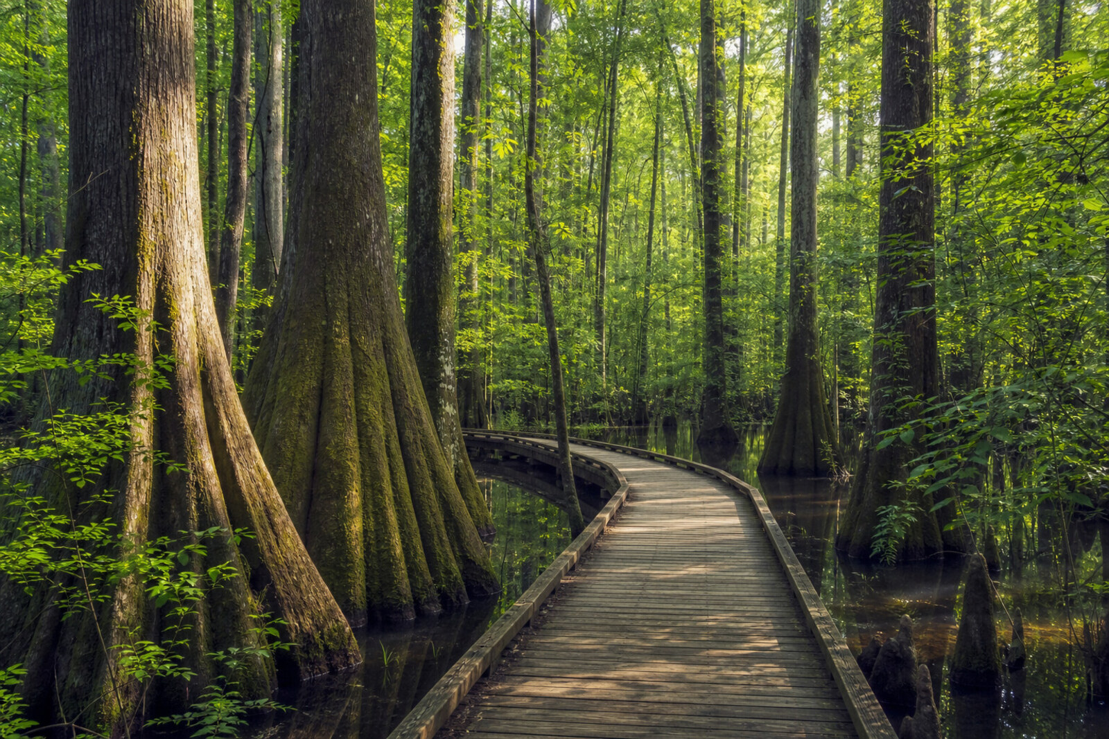 Boardwalk in Congaree National Park