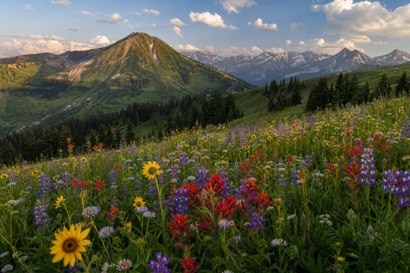 Wildflowers in Crested Butte Colorado