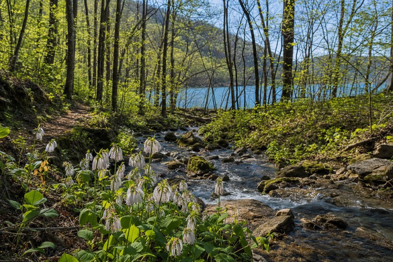 Spring wildflowers beside a forest creek near Lake Jocassee