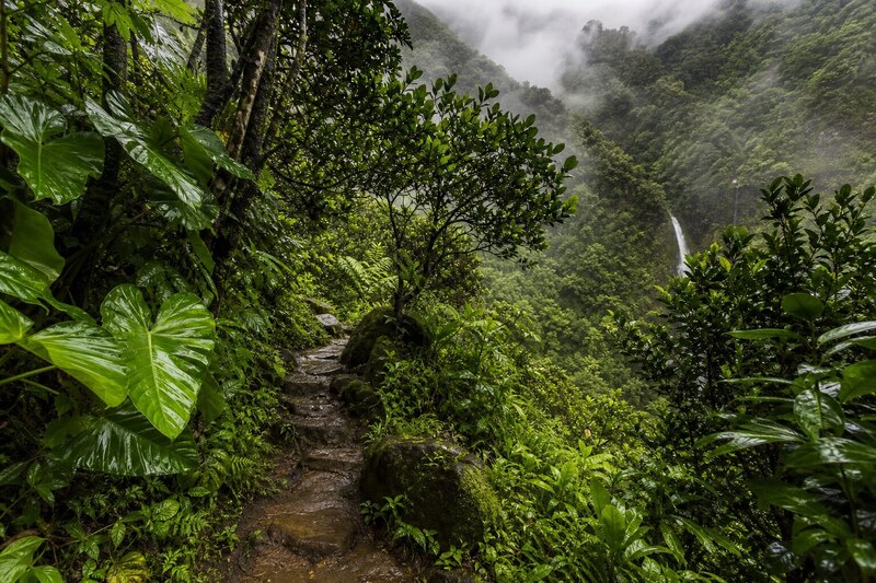 Mānoa rainforest trail near Honolulu