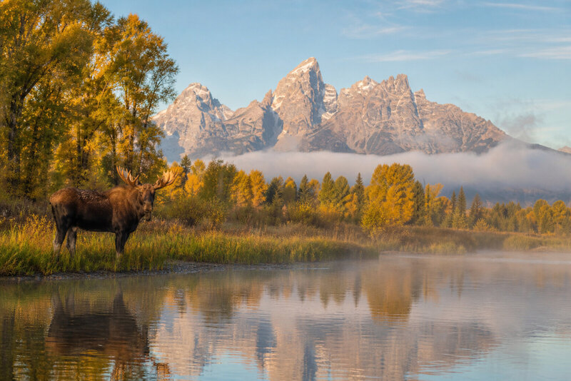 Wildlife and wide Wyoming scenery near Jackson Hole