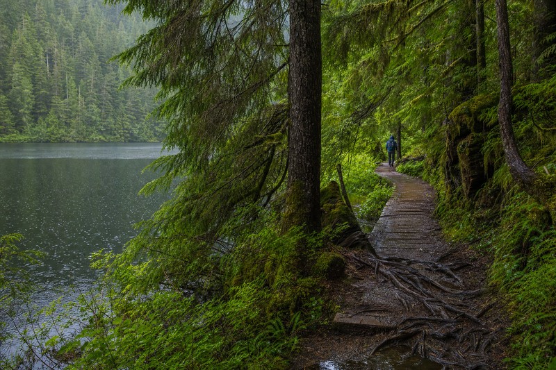 Rainforest trail near Ward Lake