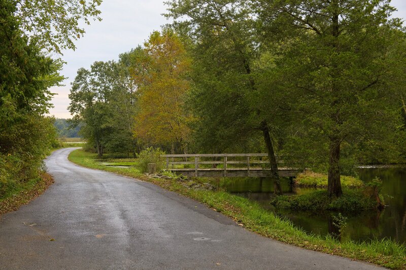 Contextual millpond road and woodland near Milford