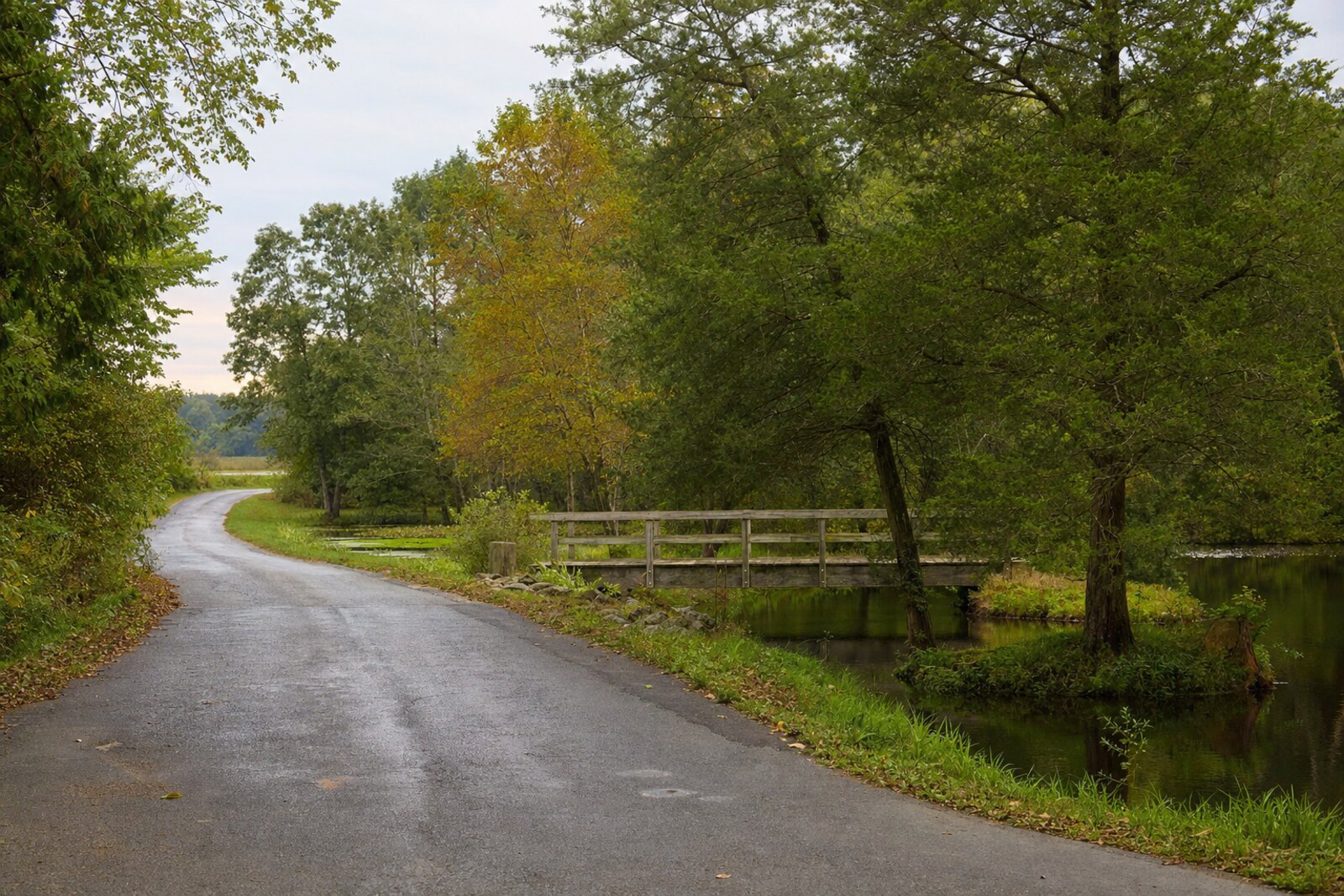Contextual millpond road and woodland near Milford