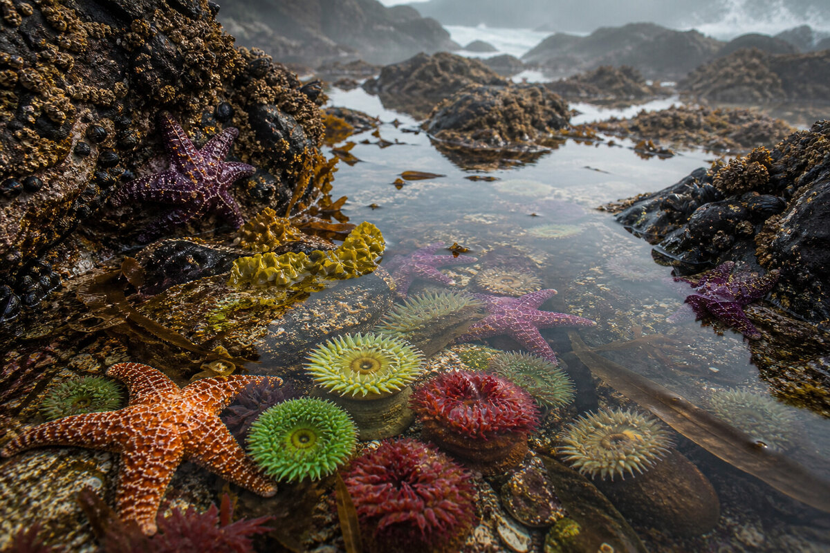 Anemones, rock, and sea stars in a coastal tide-pool habitat