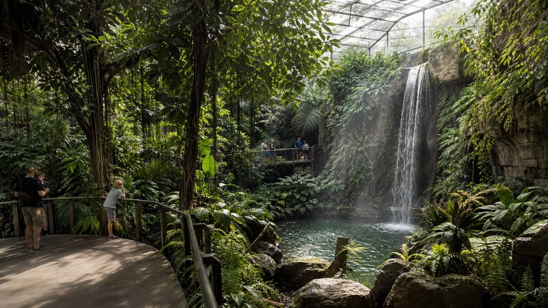 Tropical foliage and habitat paths in Omaha’s Lied Jungle