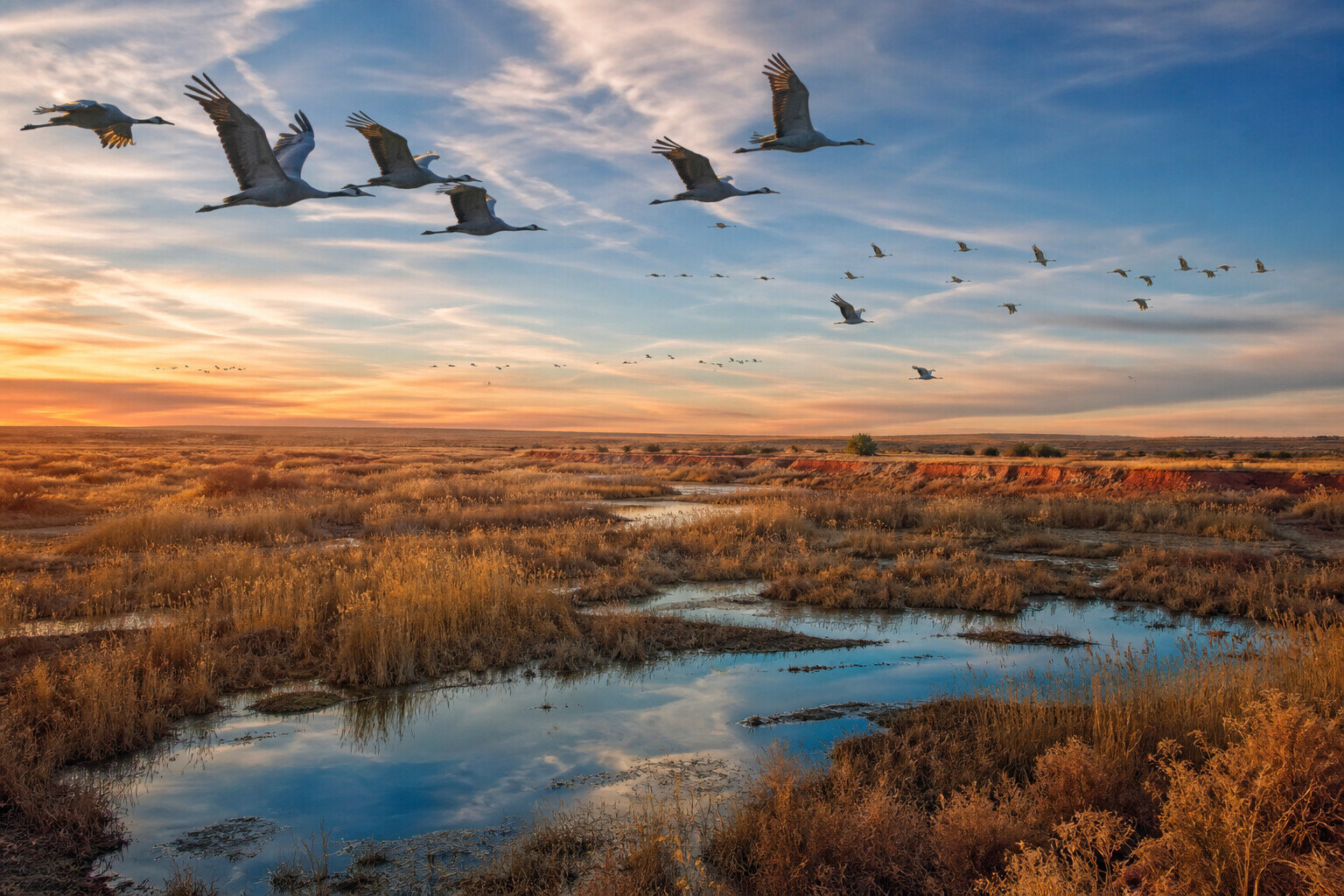 Wetlands, reeds, water, and birds at Bitter Lake National Wildlife Refuge