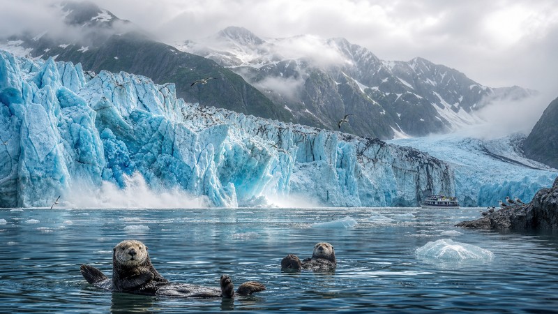 Kenai Fjords glacier water with sea otters and seabirds near Seward Alaska