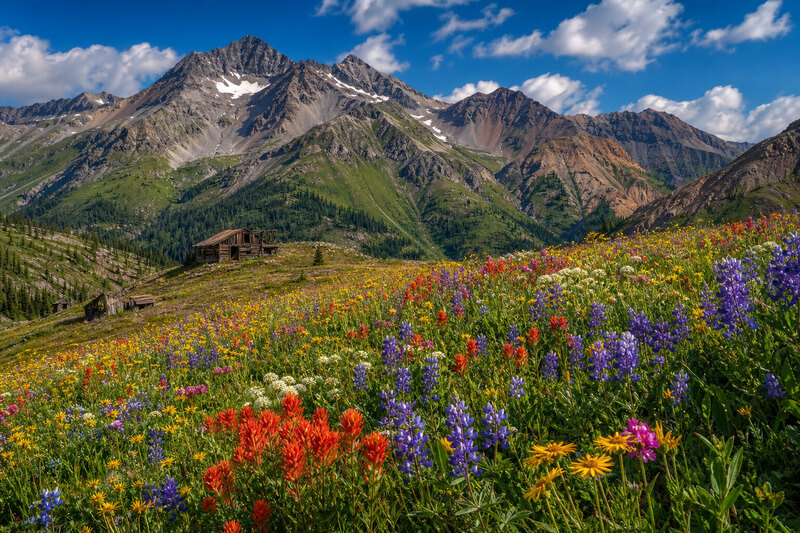 Wildflowers near Silverton Colorado