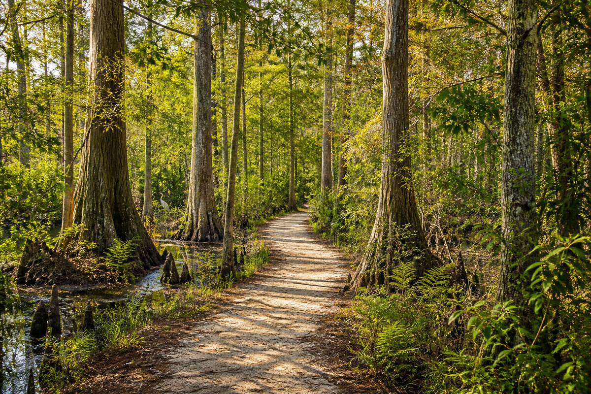 Boardwalk and cypress swamp along a First Landing State Park trail