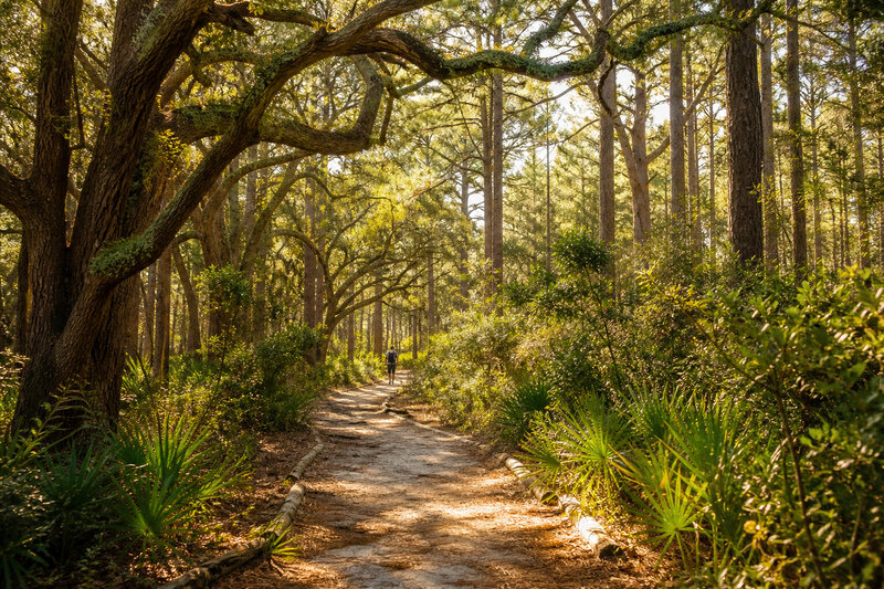 Live oaks and cypress along a First Landing State Park trail