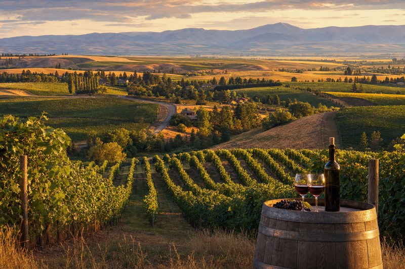 Walla Walla vineyards with the Blue Mountains beyond