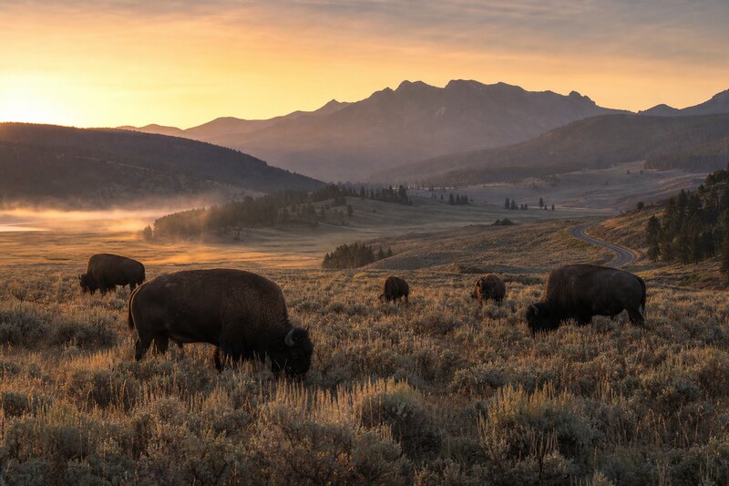 Protect a real wildlife window.