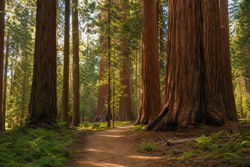 Give Mariposa Grove its own block of time.